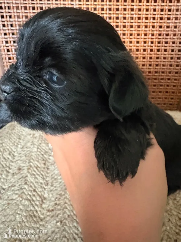 Teacup Toy Shorkie Girl 2 – Shih Tzu, Yorkshire Terrier puppy for sale in Orland Park, IL