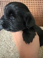 Pandora Girl 1, a female Shorkie for sale in Orland Park, IL – 3 of 3