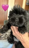 Shorkie Girl, a female Shih Tzu and Yorkshire Terrier for sale in Orland Park, IL – 1 of 2