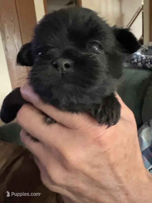 Pandora Boy – Shorkie puppy for sale in Orland Park, IL