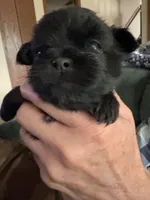 Pandora Boy, a male Shorkie for sale in Orland Park, IL – 1 of 3