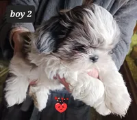 Jaz  Boy 2 - Blue Merle, a male Shih Tzu for sale in Orland Park, IL – Photo 2 of 4