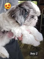 Jaz  Boy 2 - Blue Merle, a male Shih Tzu for sale in Orland Park, IL – Photo 3 of 4