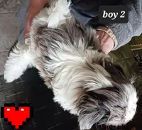 Jaz  Boy 2 - Blue Merle, a male Shih Tzu for sale in Orland Park, IL – Photo 4 of 4