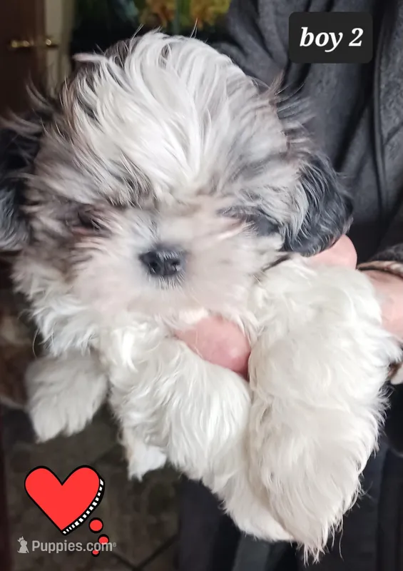 Jaz  Boy 2 - Blue Merle