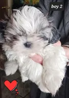 Jaz  Boy 2 - Blue Merle, a male Shih Tzu for sale in Orland Park, IL – Photo 1 of 4