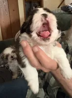 Ruby Girl, a female Shih Tzu for sale in Orland Park, IL – 4 of 6