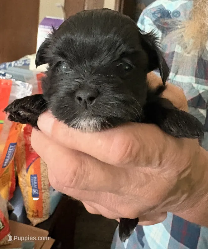 Pandora Girl 2 – Shorkie puppy for sale in Orland Park, IL