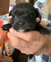 Pandora Girl 2, a female Shorkie for sale in Orland Park, IL – 1 of 3