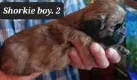Luna- Boy 2, a male Shorkie for sale in Orland Park, IL – Photo 2 of 4