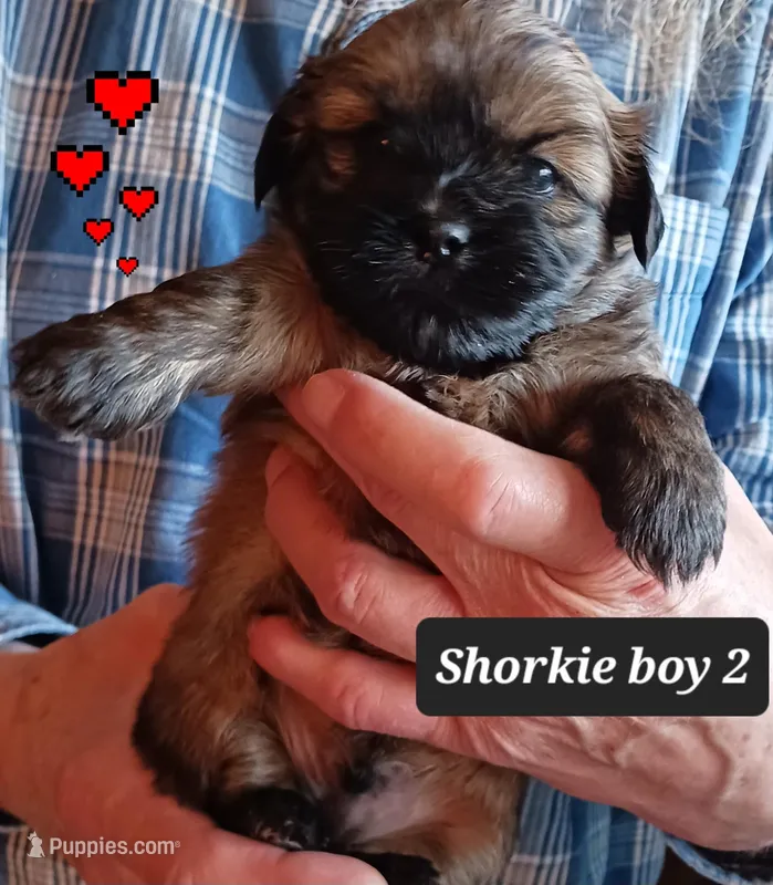 Luna- Boy 2 – Shorkie puppy for sale in Orland Park, IL