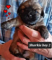 Luna- Boy 2, a male Shorkie for sale in Orland Park, IL – Photo 1 of 4