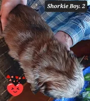 Luna- Boy 2, a male Shorkie for sale in Orland Park, IL – Photo 3 of 4