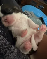 Ruby Girl, a female Shih Tzu for sale in Orland Park, IL – 3 of 6