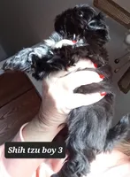 Bambi- Boy 3, a male Shih Tzu for sale in Orland Park, IL – Photo 3 of 4