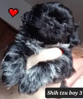 Bambi- Boy 3, a male Shih Tzu for sale in Orland Park, IL – Photo 1 of 4