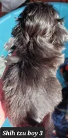 Bambi- Boy 3, a male Shih Tzu for sale in Orland Park, IL – Photo 4 of 4