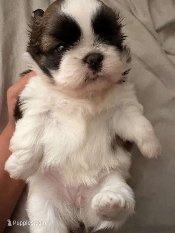 Ruby Girl – Shih Tzu puppy for sale in Orland Park, IL