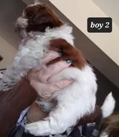 Ruby's Boy 2, a male Shih Tzu for sale in Orland Park, IL – Photo 5 of 6