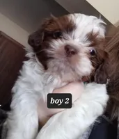 Ruby's Boy 2, a male Shih Tzu for sale in Orland Park, IL – Photo 6 of 6