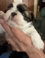 Ruby Girl, a female Shih Tzu for sale in Orland Park, IL – 6 of 6