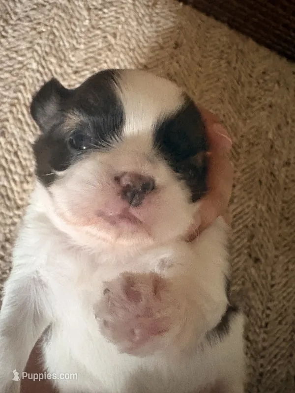 Ruby Girl, a female Shih Tzu for sale in Orland Park, IL – 1 of 6