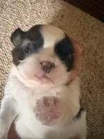 Ruby Girl, a female Shih Tzu for sale in Orland Park, IL – 1 of 6