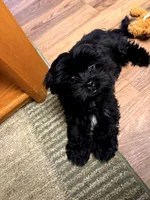 Shorkie Girl, a female Shih Tzu and Yorkshire Terrier for sale in Orland Park, IL – 2 of 2