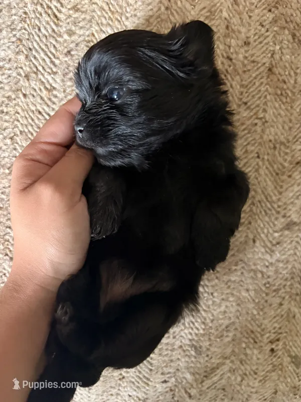 Pandora Girl 1 – Shorkie puppy for sale in Orland Park, IL