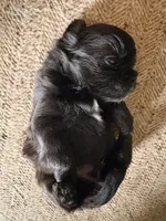 Pandora Boy, a male Shorkie for sale in Orland Park, IL – 3 of 3