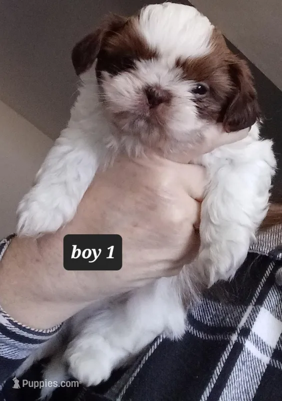 Ruby's Boy 1 – Shih Tzu puppy for sale in Orland Park, IL