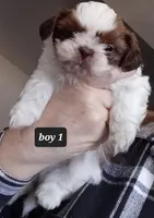 Ruby's Boy 1, a male Shih Tzu for sale in Orland Park, IL – Photo 1 of 4