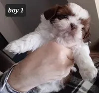 Ruby's Boy 1, a male Shih Tzu for sale in Orland Park, IL – Photo 2 of 4