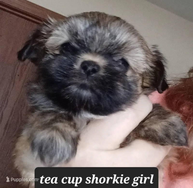 TEA CUP / Toy Shorkie-Pandora girl pup 1
