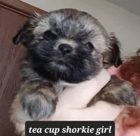 TEA CUP / Toy Shorkie-Pandora girl pup 1, a female Shorkie for sale in Orland Park, IL – Photo 1 of 3