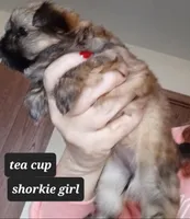 TEA CUP / Toy Shorkie-Pandora girl pup 1, a female Shorkie for sale in Orland Park, IL – Photo 2 of 3