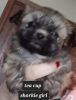 TEA CUP / Toy Shorkie-Pandora girl pup 1, a female Shorkie for sale in Orland Park, IL – Photo 3 of 3