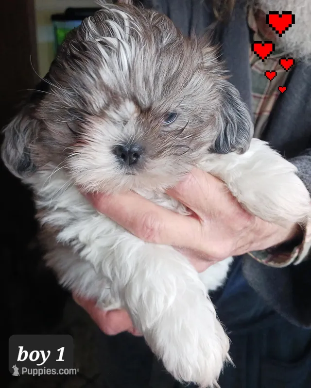 Jaz - Boy 1 Blue Merle