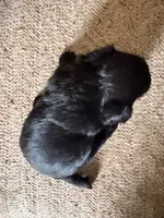 Pandora Girl 2, a female Shorkie for sale in Orland Park, IL – 3 of 3