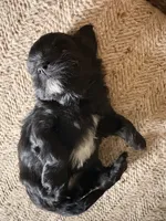 Pandora Girl 2, a female Shorkie for sale in Orland Park, IL – 2 of 3