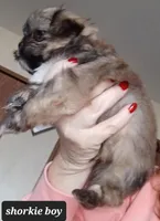 Shorkie Pandora Pup 3 boy, a male Shorkie for sale in Orland Park, IL – Photo 3 of 3