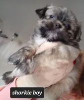 Shorkie Pandora Pup 3 boy, a male Shorkie for sale in Orland Park, IL – Photo 1 of 3