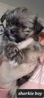 Shorkie Pandora Pup 3 boy, a male Shorkie for sale in Orland Park, IL – Photo 2 of 3