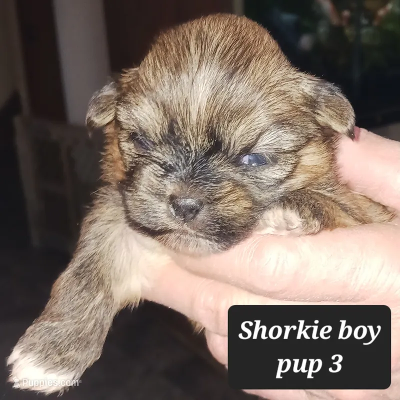 Pandora - TOY Pup 3 boy