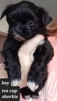 TEA CUP Shorkie-Pandora Pup 2 Boy, a male Shorkie for sale in Orland Park, IL – Photo 3 of 3