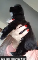 TEA CUP Shorkie-Pandora Pup 2 Boy, a male Shorkie for sale in Orland Park, IL – Photo 2 of 3