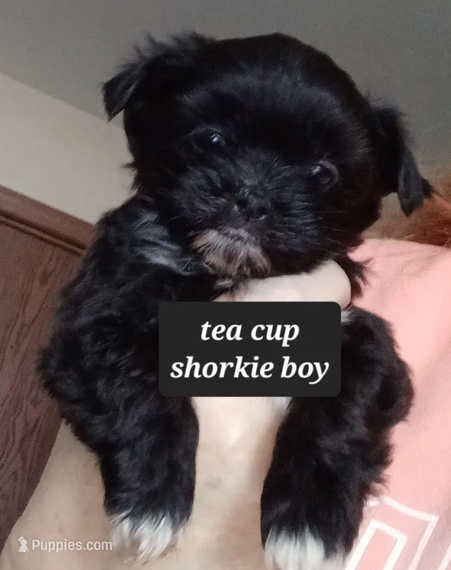 TEA CUP Shorkie-Pandora Pup 2 Boy