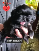 Jaz  Girl 2, a female Shih Tzu for sale in Orland Park, IL – Photo 2 of 3