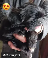 Jaz  Girl 2, a female Shih Tzu for sale in Orland Park, IL – Photo 3 of 3