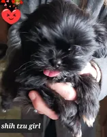 Jaz  Girl 2, a female Shih Tzu for sale in Orland Park, IL – Photo 1 of 3